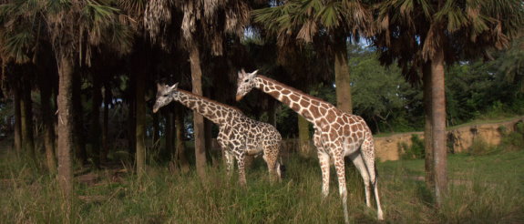 AnimalKingdomGiraffes.jpg